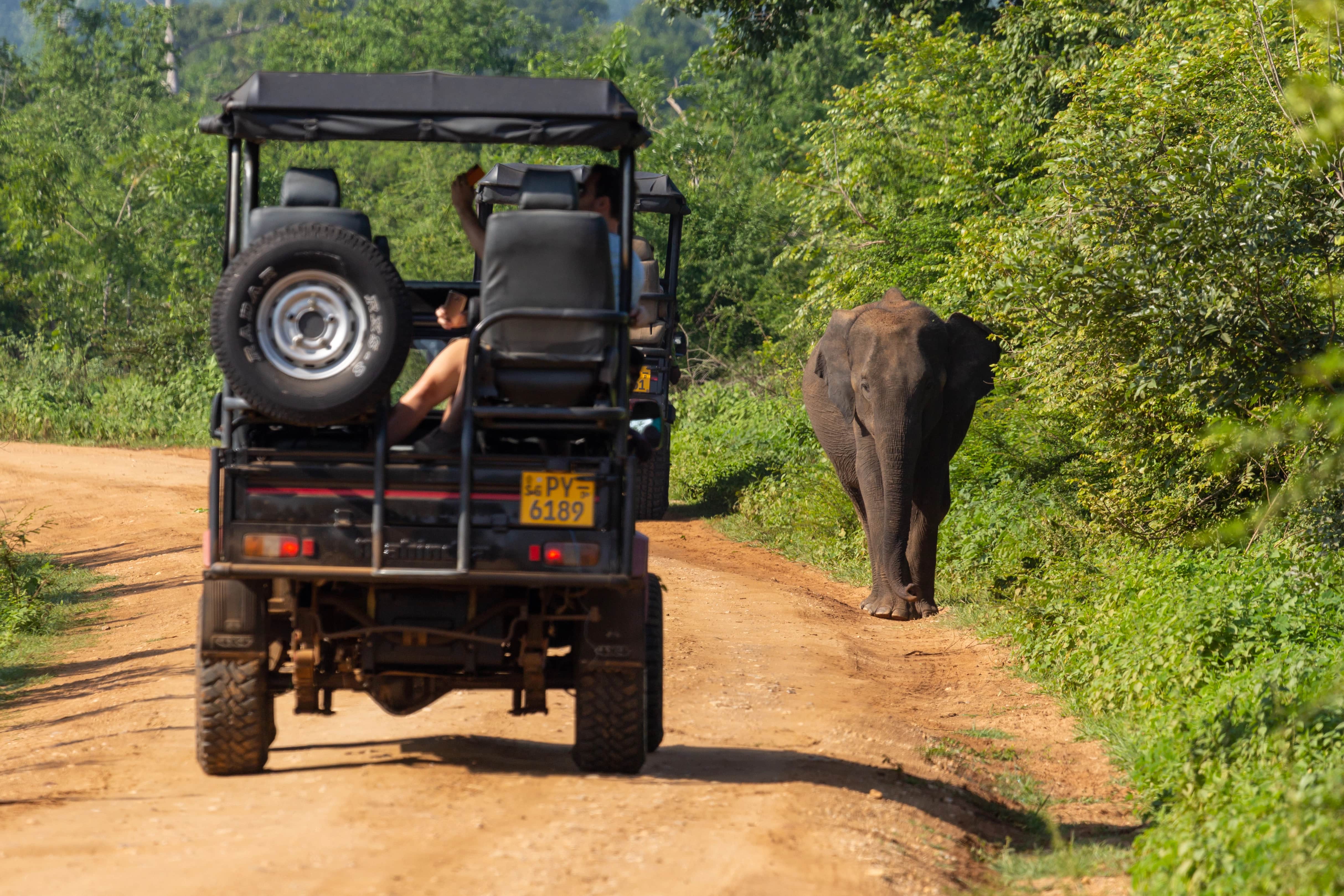 Sri Lanka - safari (7).jpg